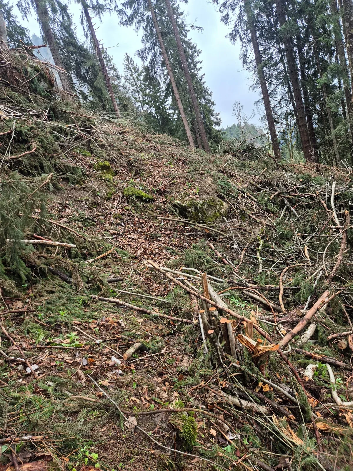 Forstwirtschaft – Bild 4